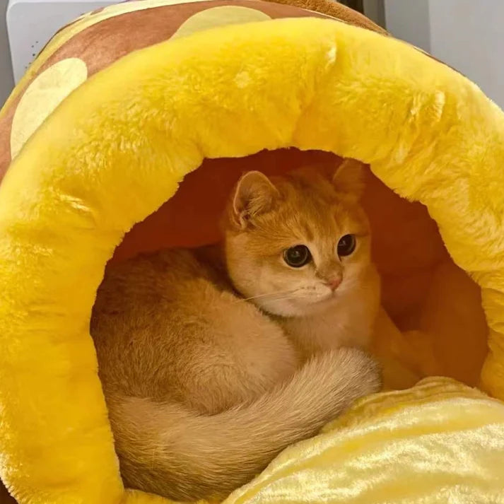 Gatito asomando dentro del Tarro de Miel amarillo